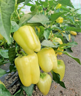 Hectarul - Seminte Ardei gras Valahia F1 - 50 sem, HEKTAR SEEDS